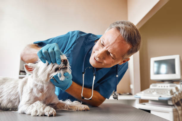 Best Emergency Denture Repair in Greenfield, MN